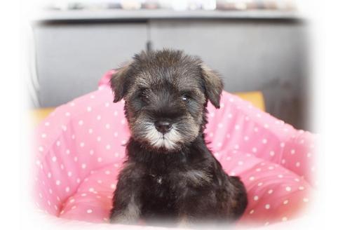 成約済の大阪府のミニチュアシュナウザー-34020の3枚目