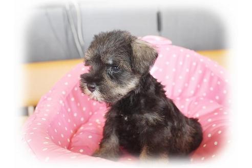 成約済の大阪府のミニチュアシュナウザー-34020の4枚目