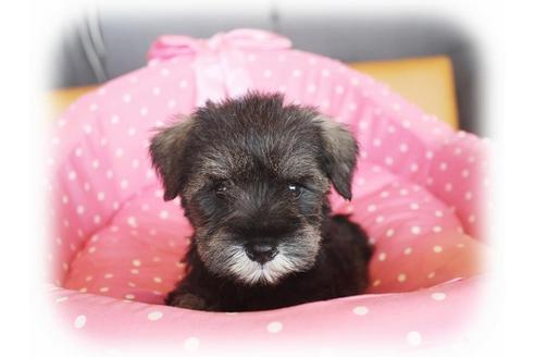 成約済の大阪府のミニチュアシュナウザー-34020の5枚目