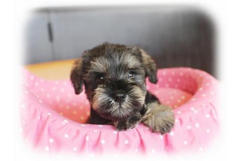 成約済の大阪府のミニチュアシュナウザー-34022の1枚目