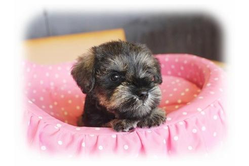 成約済の大阪府のミニチュアシュナウザー-34022の2枚目