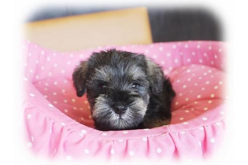 成約済の大阪府のミニチュアシュナウザー-34022の3枚目