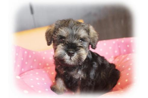 成約済の大阪府のミニチュアシュナウザー-34022の4枚目