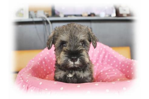 成約済の大阪府のミニチュアシュナウザー-34023の1枚目