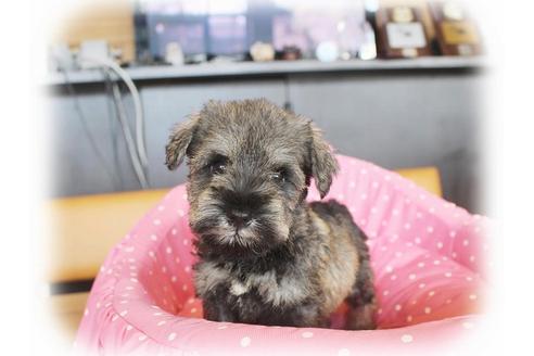 成約済の大阪府のミニチュアシュナウザー-34023の2枚目