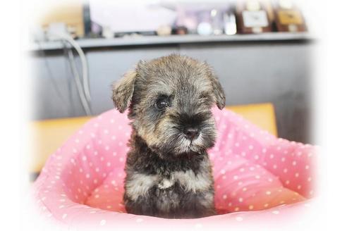 成約済の大阪府のミニチュアシュナウザー-34023の3枚目