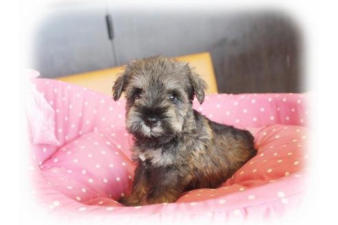 成約済の大阪府のミニチュアシュナウザー-34023の4枚目