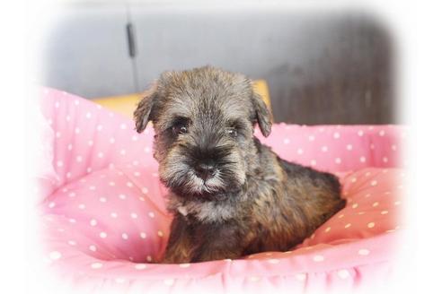 成約済の大阪府のミニチュアシュナウザー-34023の5枚目