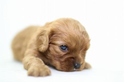 成約済の愛知県のキャバリアキングチャールズスパニエル-34054の2枚目