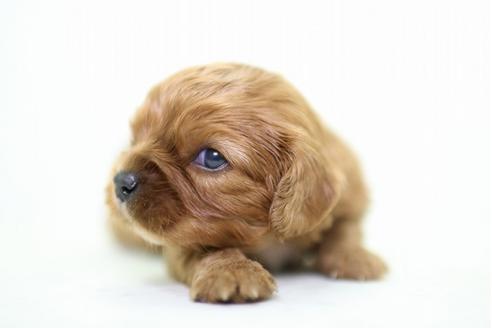 成約済の愛知県のキャバリアキングチャールズスパニエル-34054の3枚目