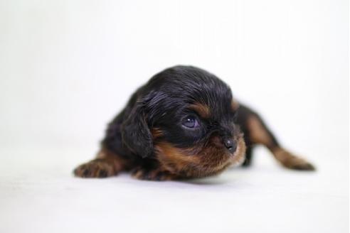成約済の愛知県のキャバリアキングチャールズスパニエル-34055の3枚目
