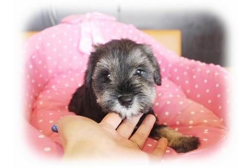 成約済の大阪府のミニチュアシュナウザー-34056の1枚目