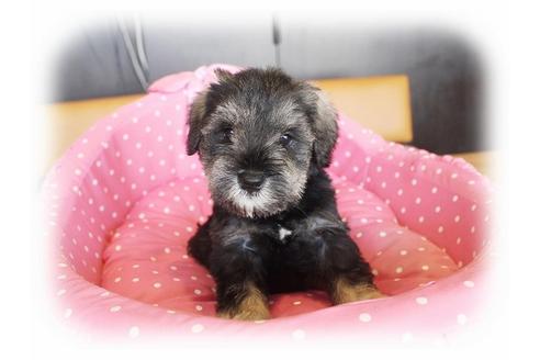 成約済の大阪府のミニチュアシュナウザー-34056の2枚目