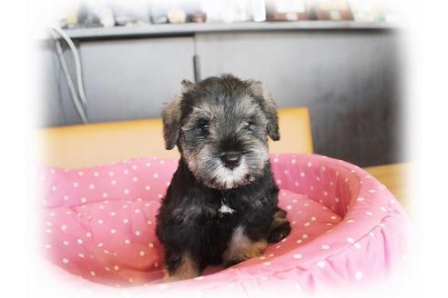 成約済の大阪府のミニチュアシュナウザー-34056の3枚目