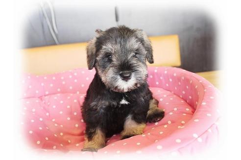 成約済の大阪府のミニチュアシュナウザー-34056の5枚目