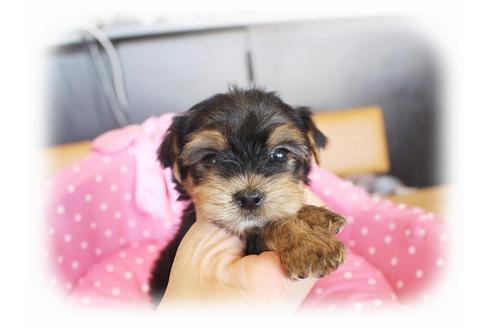 成約済の大阪府のヨークシャーテリア-34057の2枚目