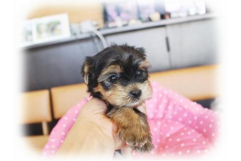 成約済の大阪府のヨークシャーテリア-34057の3枚目