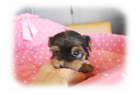 成約済の大阪府のヨークシャーテリア-34057の4枚目