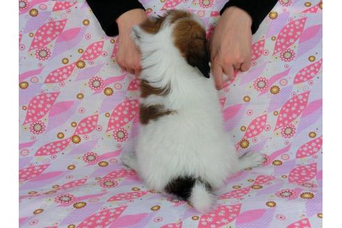 成約済の千葉県のパピヨン-33534の3枚目