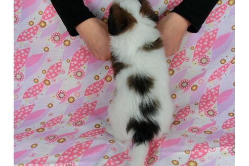成約済の千葉県のパピヨン-33529の3枚目