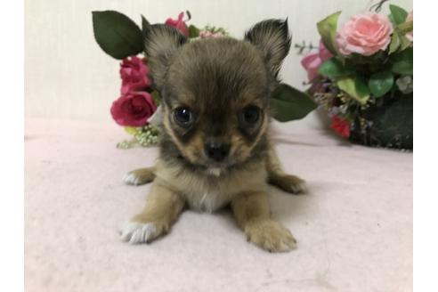 成約済の大阪府のチワワ-33109の1枚目