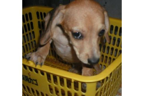 成約済の岐阜県のミックス犬-34111の2枚目