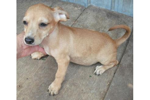 成約済の岐阜県のミックス犬-34111の1枚目