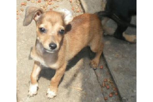 成約済の岐阜県のミックス犬-34113の1枚目
