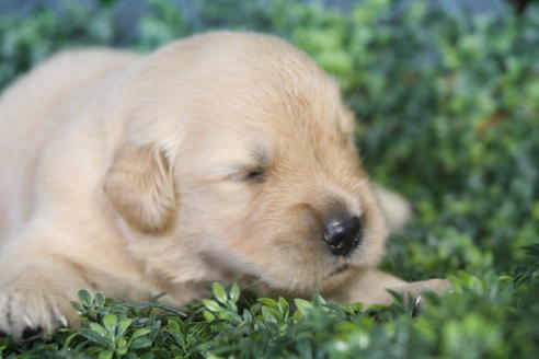 成約済の京都府のゴールデンレトリーバー-34127の3枚目