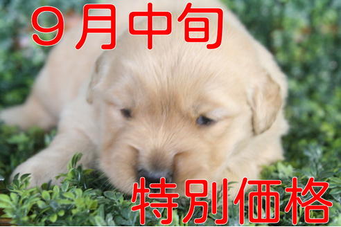 成約済の京都府のゴールデンレトリーバー-34128の5枚目