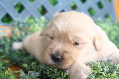 成約済の京都府のゴールデンレトリーバー-34128の4枚目