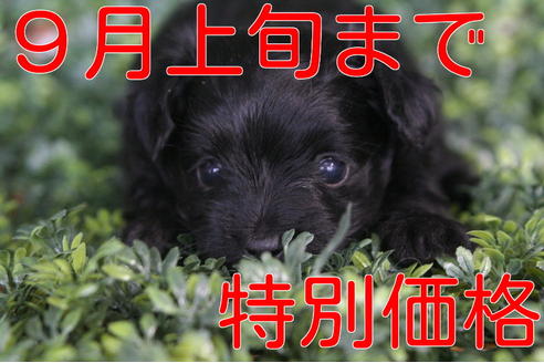 成約済の京都府のチワプー:チワワ×トイプードル-34130の2枚目