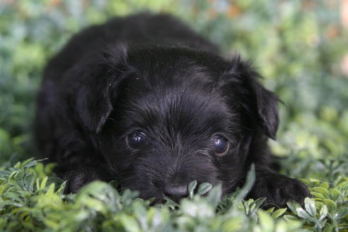 成約済の京都府のチワプー:チワワ×トイプードル-34130の1枚目