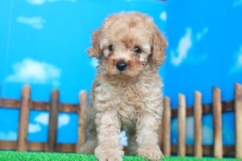 成約済の滋賀県のトイプードル-34155の2枚目