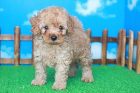 成約済の滋賀県のトイプードル-34155の1枚目