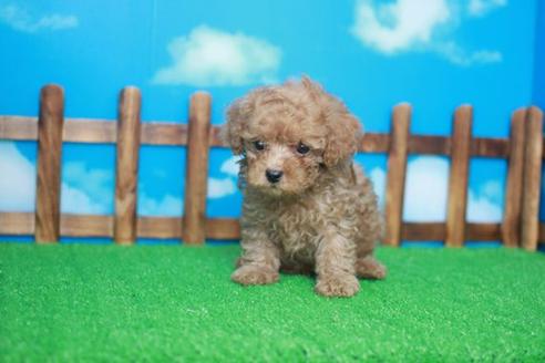 成約済の滋賀県のトイプードル-34156の2枚目