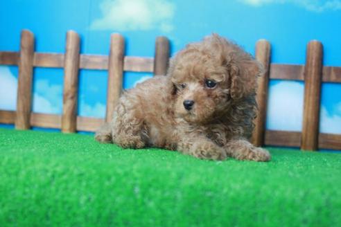 成約済の滋賀県のトイプードル-34156の1枚目