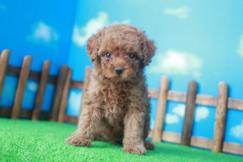 成約済の滋賀県のトイプードル-34157の2枚目