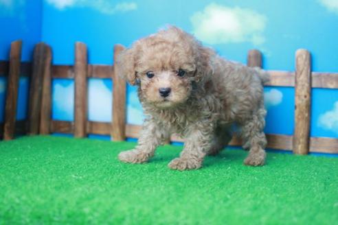 成約済の滋賀県のトイプードル-34158の1枚目