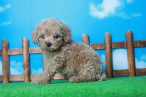 成約済の滋賀県のトイプードル-34159の2枚目