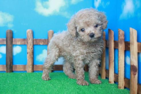 成約済の滋賀県のトイプードル-34159の1枚目