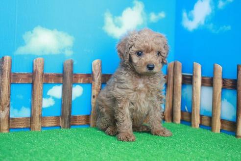 成約済の滋賀県のトイプードル-34160の2枚目