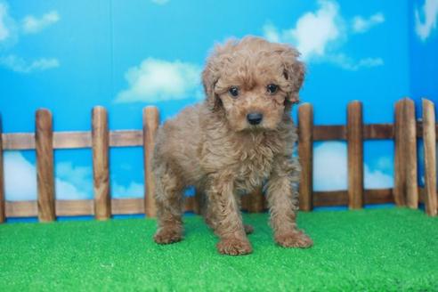 成約済の滋賀県のトイプードル-34160の1枚目