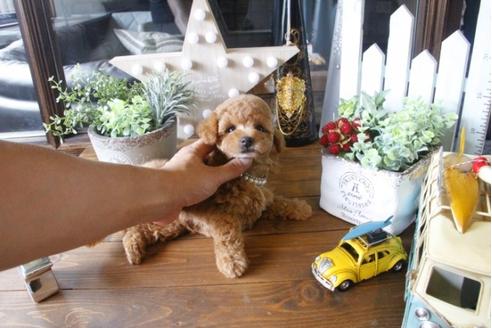 成約済の埼玉県のトイプードル-34170の3枚目