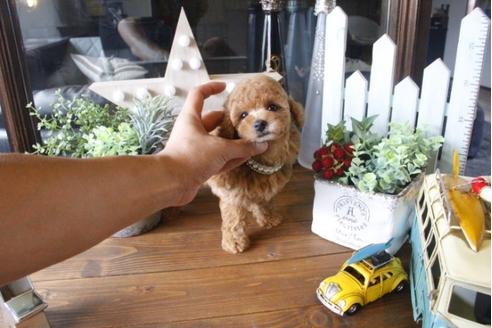 成約済の埼玉県のトイプードル-34170の4枚目