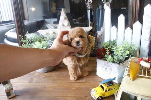 成約済の埼玉県のトイプードル-34170の5枚目