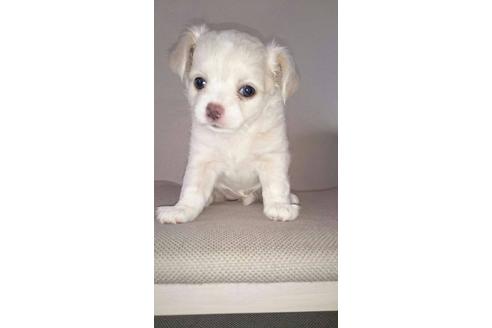 成約済の山口県のチワワ(ロングコート)-33087の1枚目