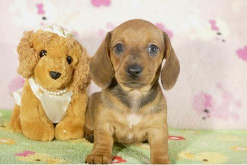 成約済の兵庫県のミニチュアダックスフンド-33458の4枚目