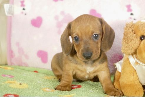 成約済の兵庫県のミニチュアダックスフンド-33458の5枚目