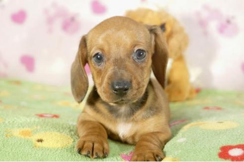 成約済の兵庫県のミニチュアダックスフンド-33458の1枚目